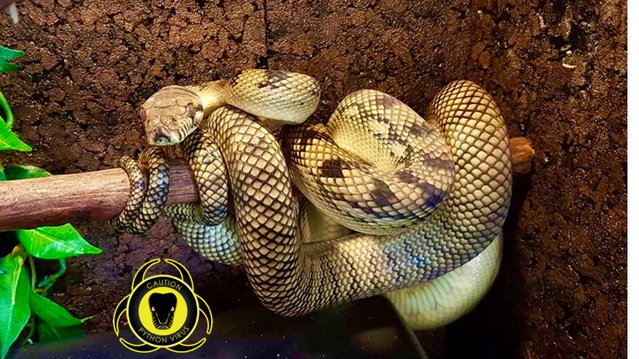 Amethystpython – REPTALE.de