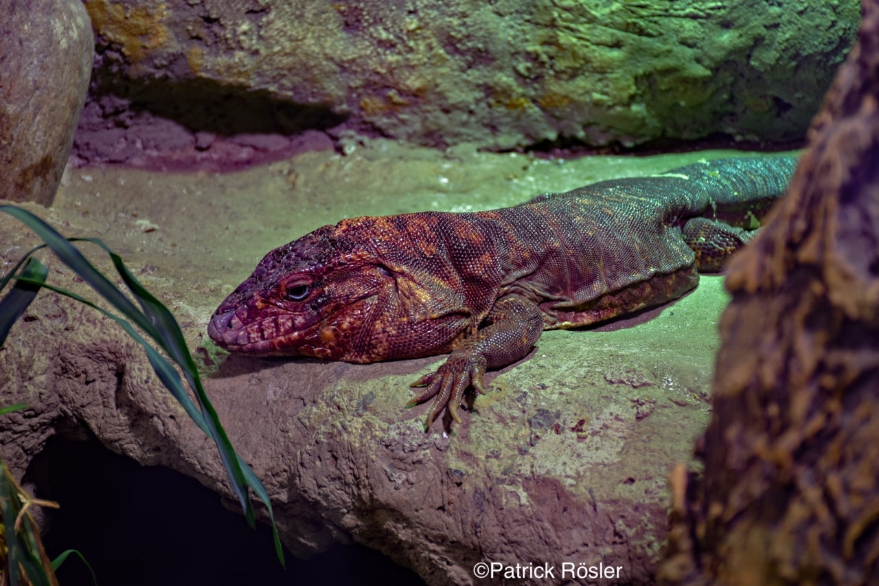 teilsweise Heimchen, Grillen, Heuschrecken REPTALE.de