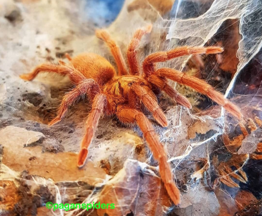 Neoholothele_incei_gold_paganspiders_Instagram