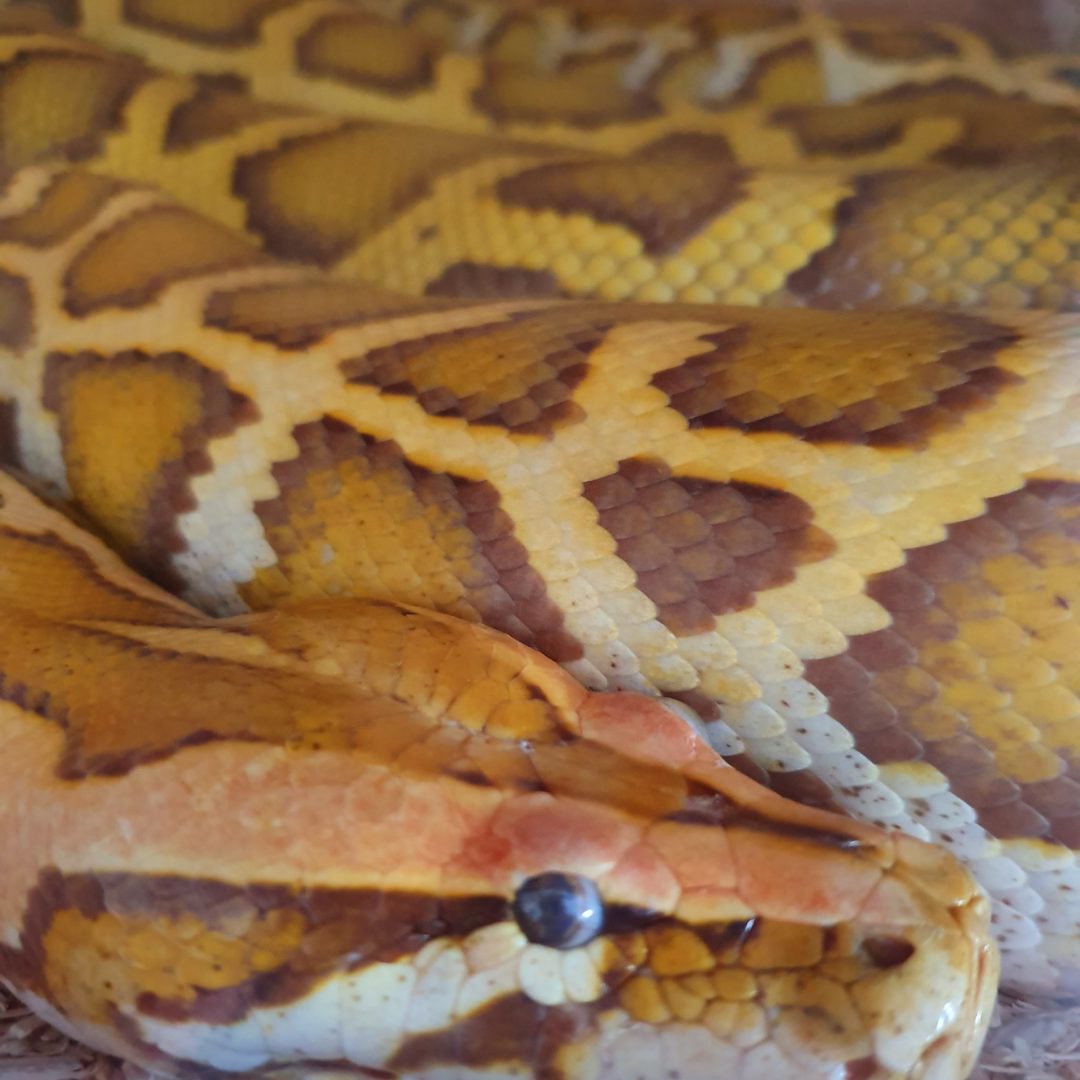 Dunkler Tigerpython – REPTALE.de