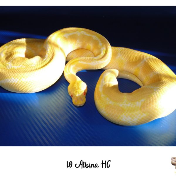 1.0-Albino-HC