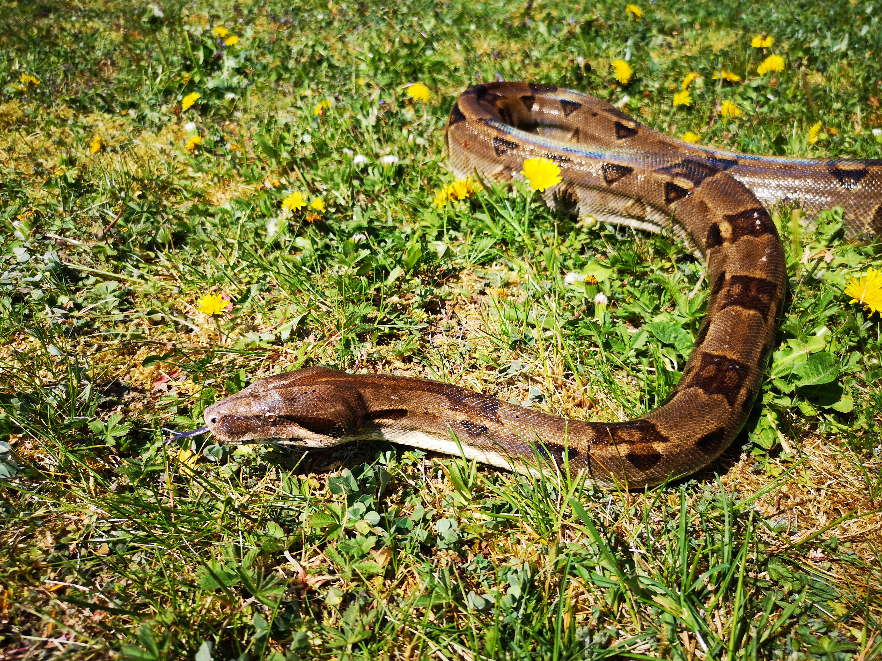 Kaiserboa REPTALE.de