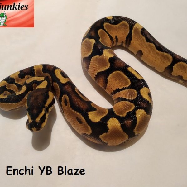 01-enchi-yb-2