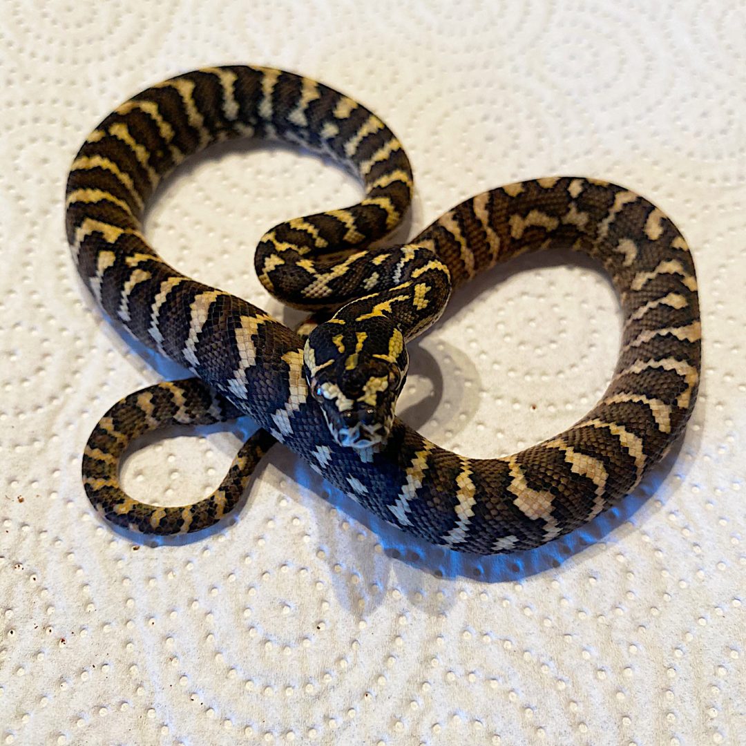 Dschungel Teppichpython – REPTALE.de