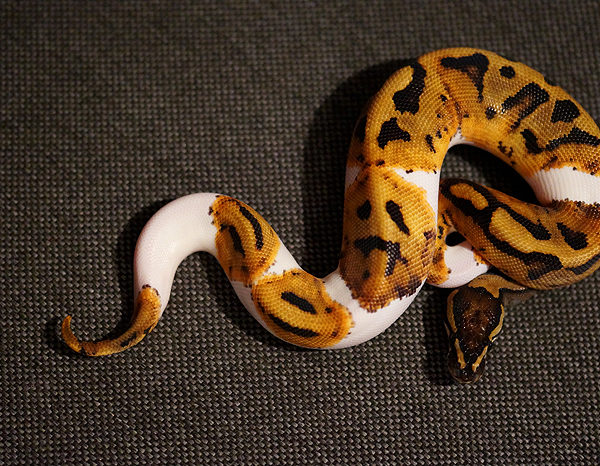 Enchi-Fire-Pied-Male