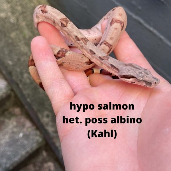 hypo-salmon-het.-poss-albino-Kahl