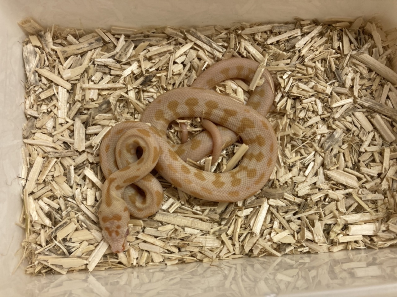 Dschungel Teppichpython – REPTALE.de